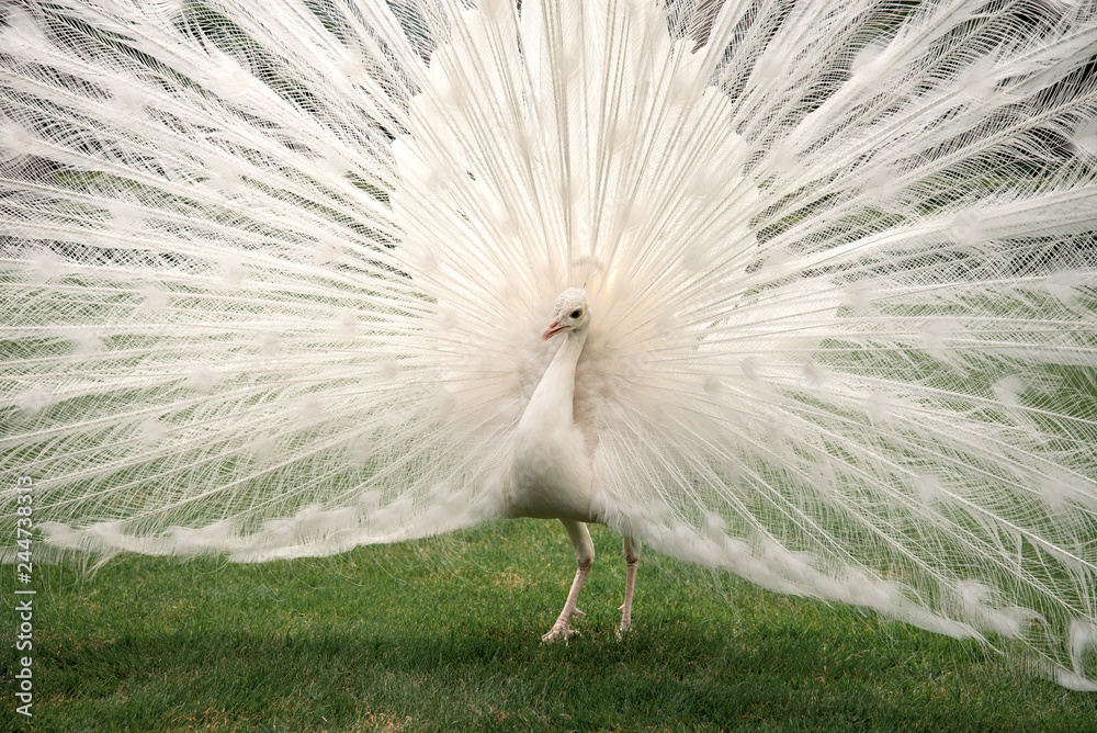 White peacock with opened tail on green grass