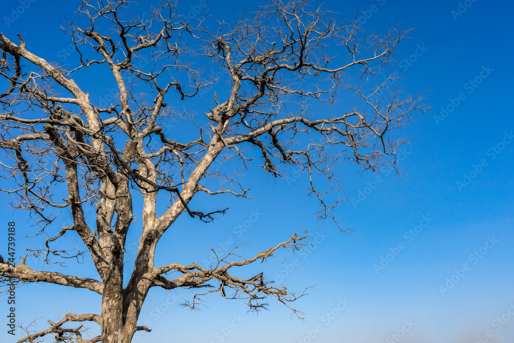 Dry branches of stand alone tree without any leafs on blue sky. from the sun temple view point near Galtaji Temple or the Monkey Palace in senset moment. feeling sadness, Jaipur, Rajasthan, India