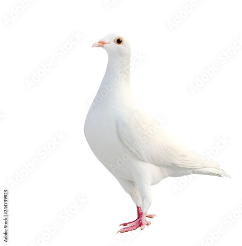 white feather of homing pigeon bird isolated white background