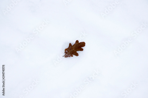 a lone dried brown oak leaf lies on the surface of the snow after a snowfall in Gatchina Park.