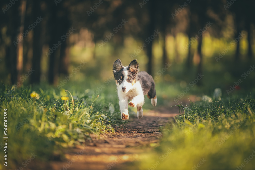 running dog running dog