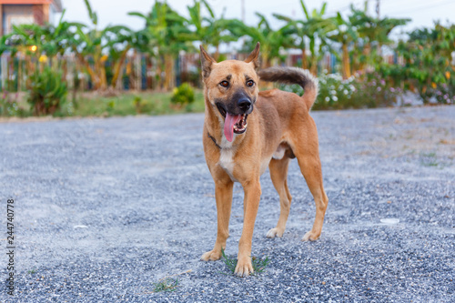 Brown Thai dog standing and looking at the camera.