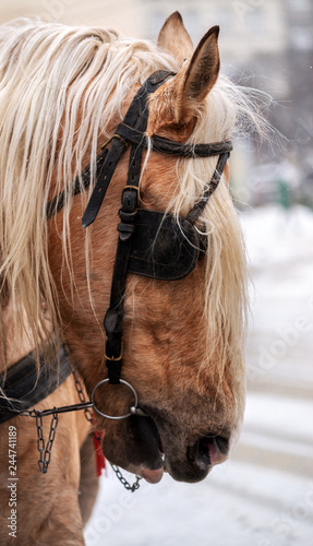 Fototapeta Naklejka Na Ścianę i Meble -  horse face close-up