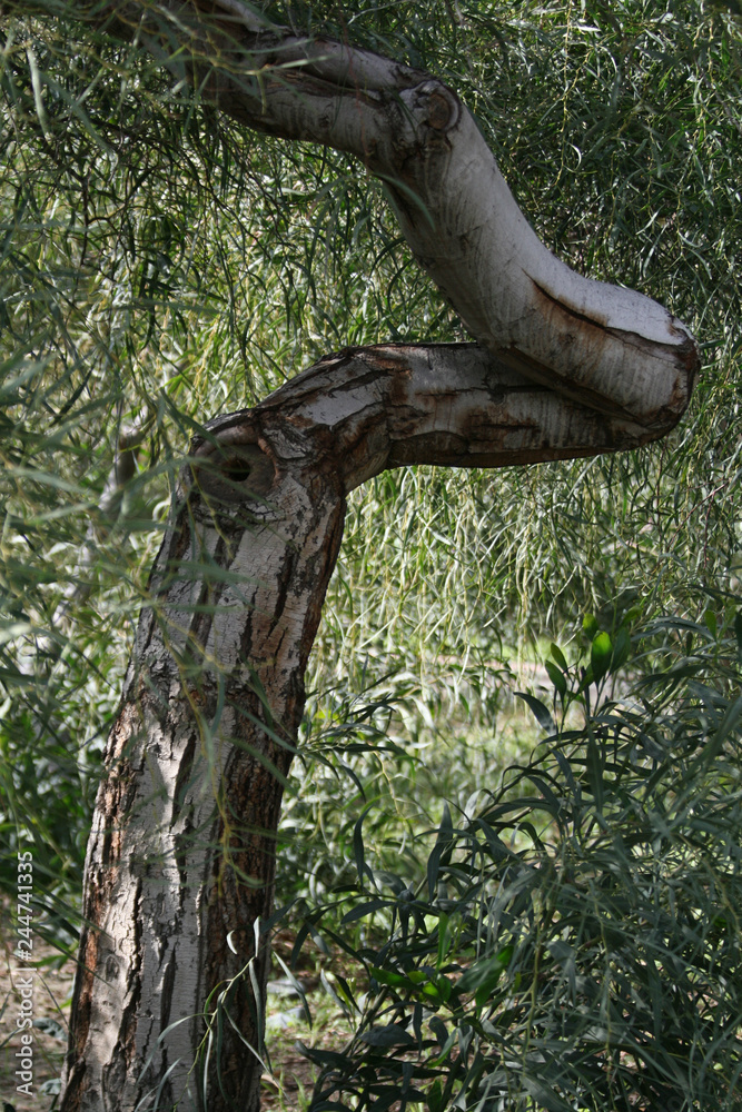 eucalyptus tree with crooked trunk