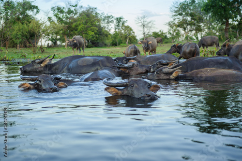Buffaloes are playing water during the evening on the island of the Nong Han lake , tourist attraction at Sakon Nakhon province in thailand