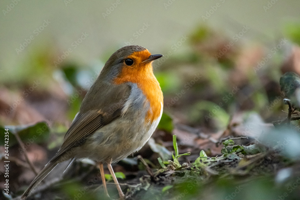 Robin in the undergrowth