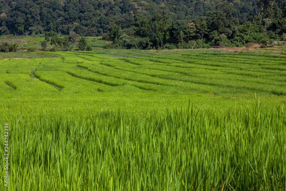 Green Rice Field with Mountains Background under Blue Sky,in Mae Klang Luang ,Chiang Mai, Thailand Green Rice Field with Mountains Background under Blue Sky,in Mae Klang Luang ,Chiang Mai, Thailand
