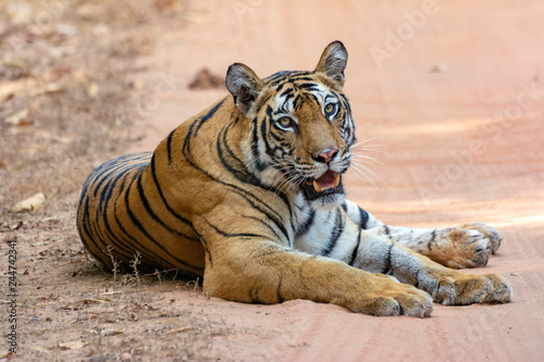 Bandavgarh Tigress