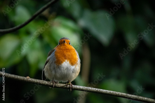 Robin in the undergrowth