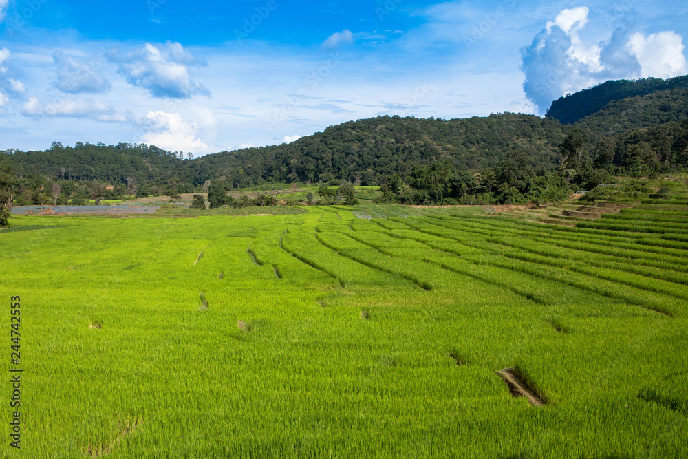 Green Rice Field with Mountains Background under Blue Sky,in Mae Klang Luang ,Chiang Mai, Thailand Green Rice Field with Mountains Background under Blue Sky,in Mae Klang Luang ,Chiang Mai, Thailand