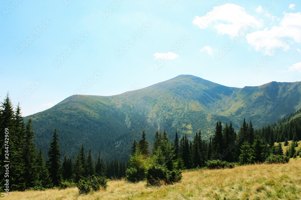 View from the Carpathian path to the top of the Goverla. Location of the Carpathians, Ukraine, Europe. Natural spruce forests in the Carpathians.