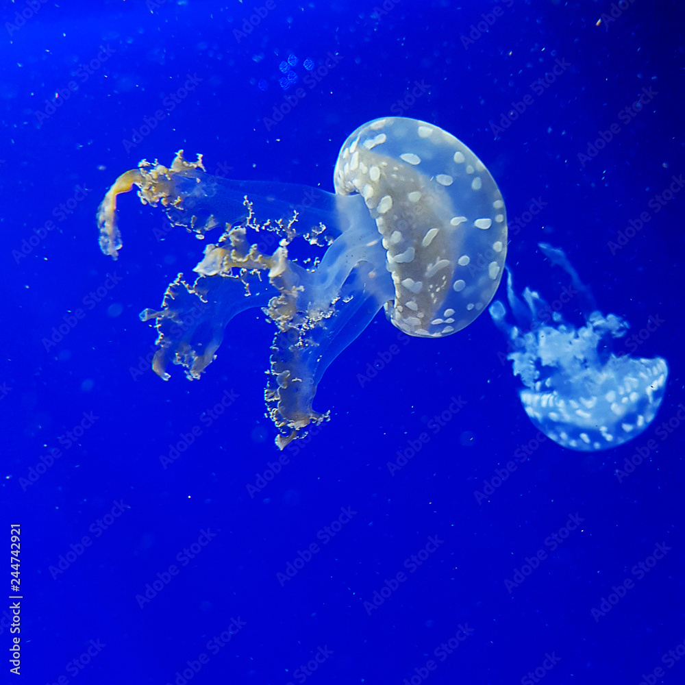 White jellyfish White jellyfish