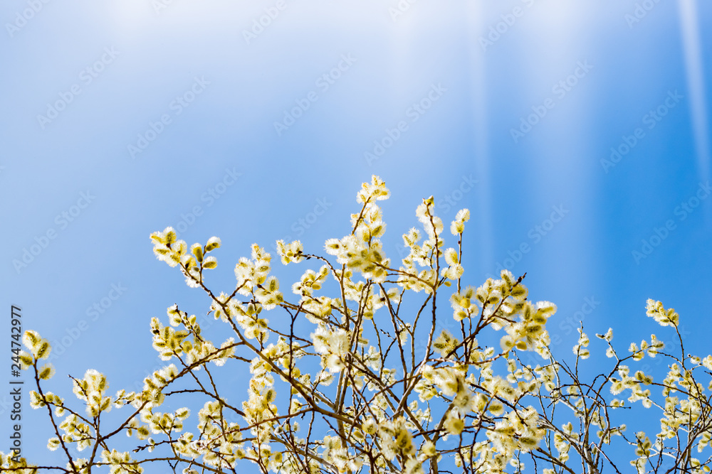 Spring branches of willow