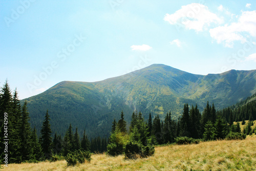 View from the Carpathian path to the top of the Goverla. Location of the Carpathians  Ukraine  Europe. Natural spruce forests in the Carpathians.