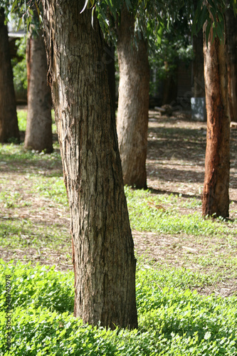 Eucalyptus tree trunks in the sunlight