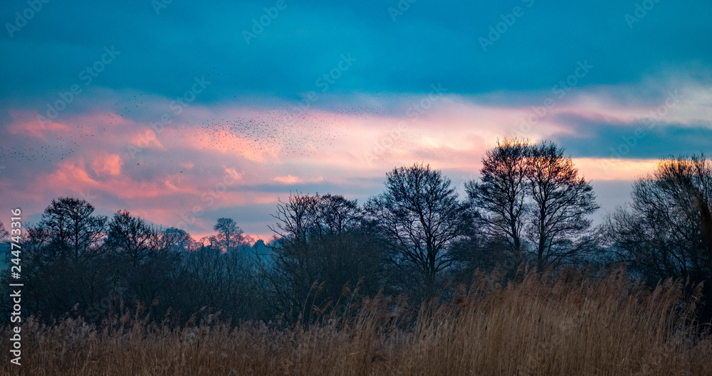 Sunset trees winter murmuration Sunset trees winter murmuration