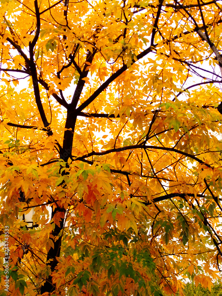 Gorgeous Forest Gorgeous Forest
