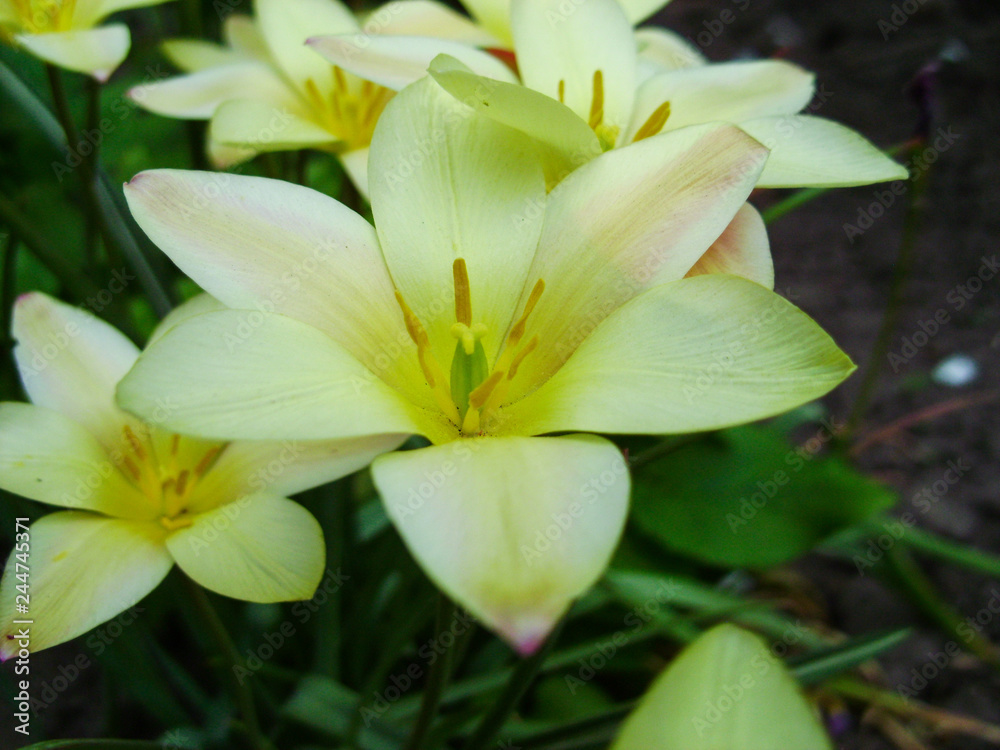 Obraz premium Beautiful bouquet of tulips. colorful tulips growing on the garden. tulips in spring sun. Flower tulips background