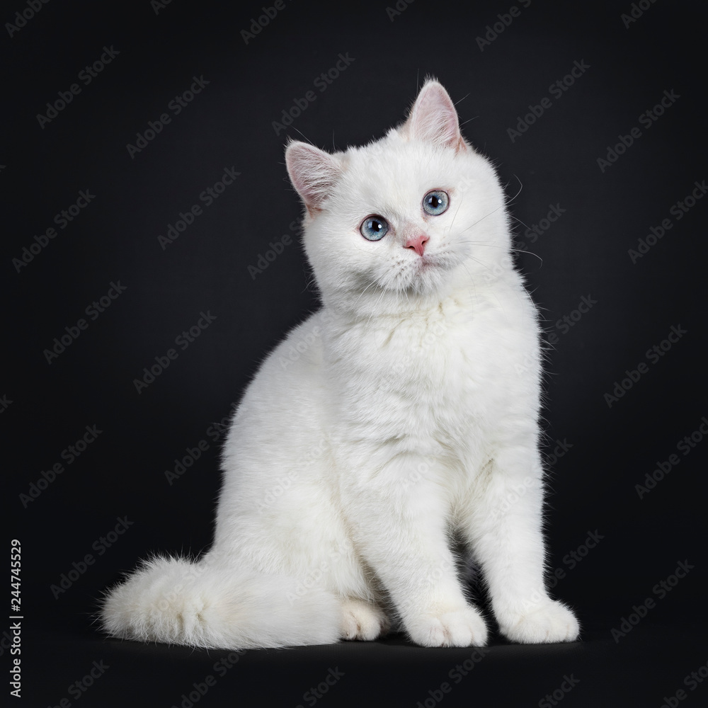 Cute red silver shaded cameo point British Shorthair sitting side ways, looking to the camera with blue eyes, Isolated on black background. Tail curled around body.