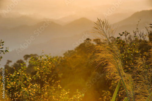 beautiful sunrise golden time in the morning at khun sathan national park in thailand photo