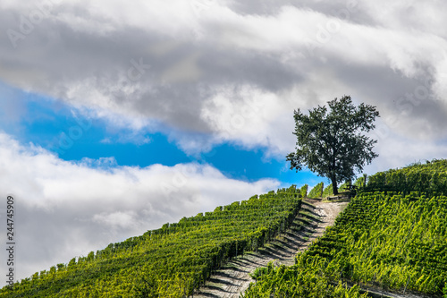 Albero In Vigneto, Vigna (Langa/Toscana)