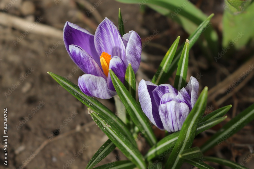  Crocuses bloom in early spring. These are the first spring flowers. They are beautiful and tender.