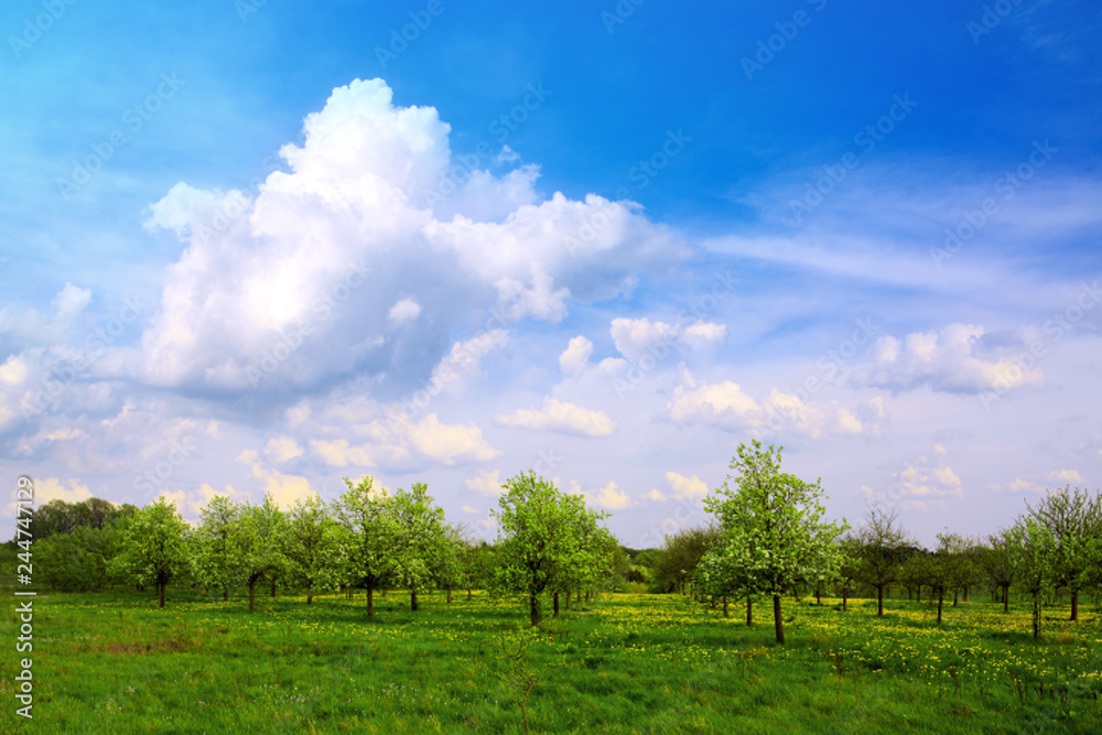 Green field and fruits trees. Sring nature background.