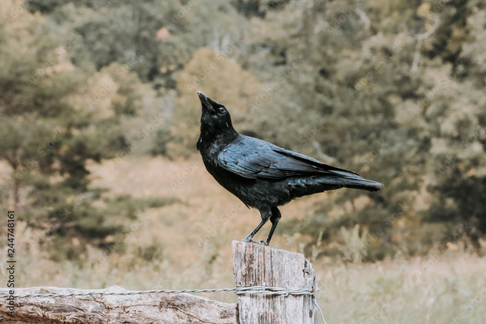 Obraz premium Crow on gate