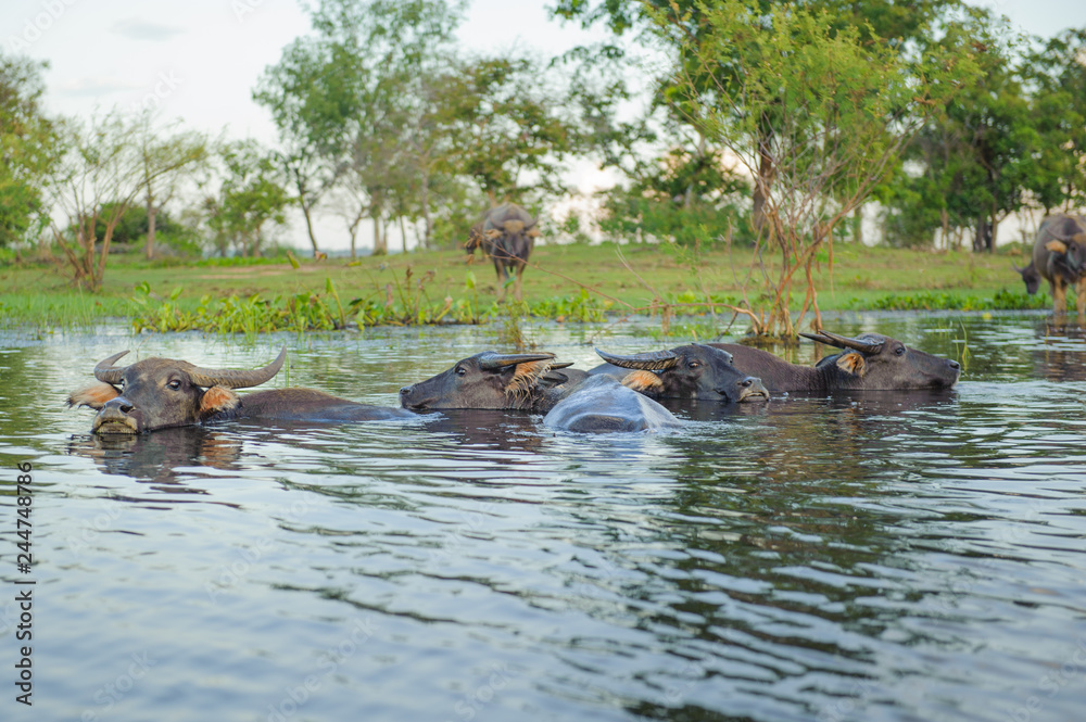 Buffaloes are playing water during the evening on the island of the Nong Han lake , tourist attraction at Sakon Nakhon province in thailand Buffaloes are playing water during the evening on the island of the Nong Han lake , tourist attraction at Sakon Nakhon province in thailand