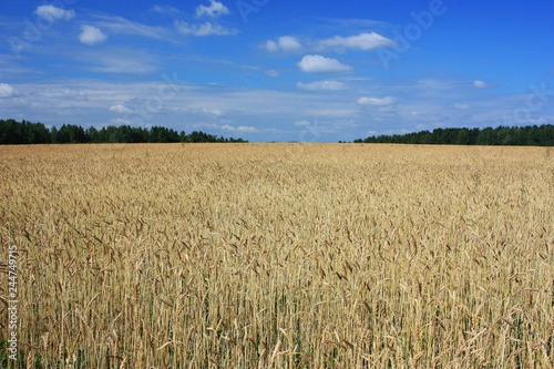 Ears of rye in a field