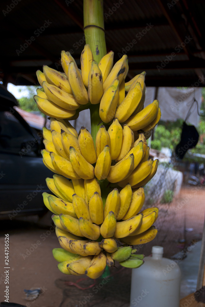 banana, bananas from Thailand country Stock Photo | Adobe Stock