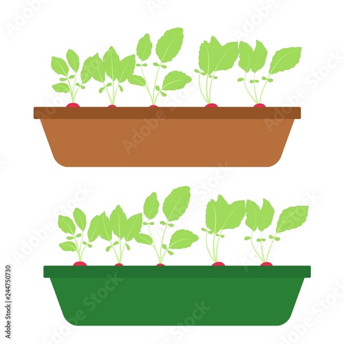 cultivation fresh radishes in the tray vector illustration eps