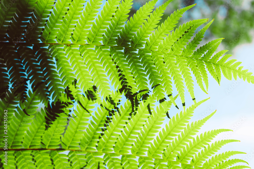 green leaf of fern