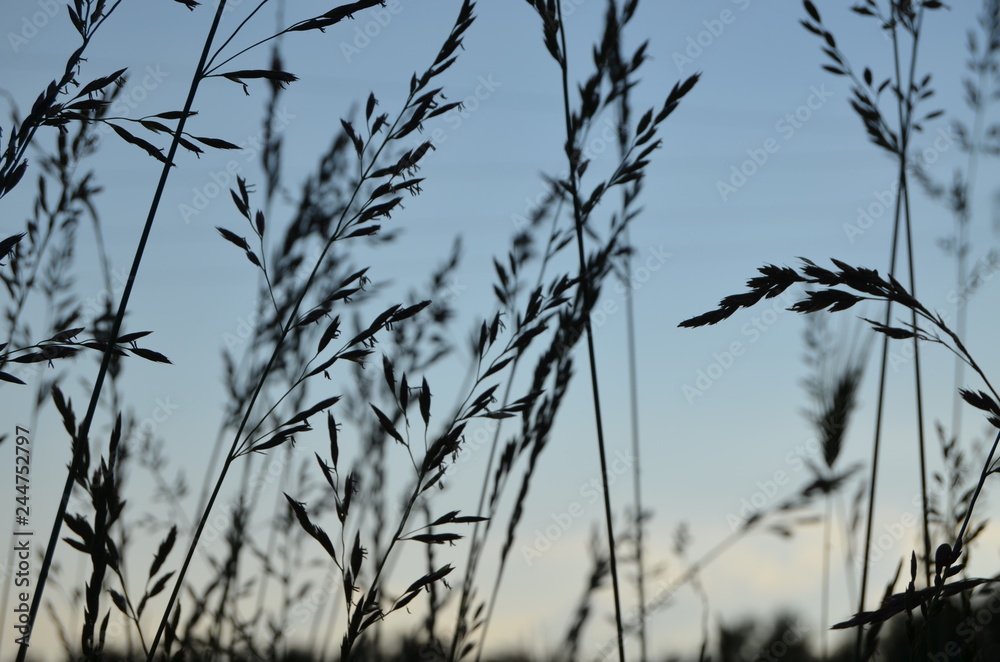 Obraz premium grass at sunset