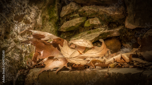 A small pile of autumn leaves catching a sunbeam at old stairs in the village of Milopotamos, on the beautiful island Kythera, Greece