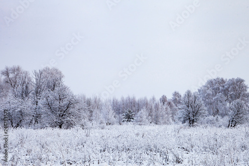 Wallpaper Mural Beautiful forest after a snowfall. Torontodigital.ca
