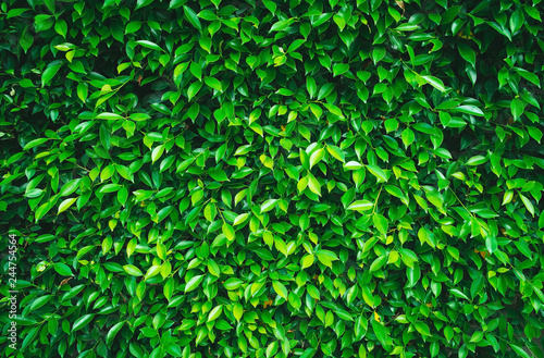 Green Leaves background.