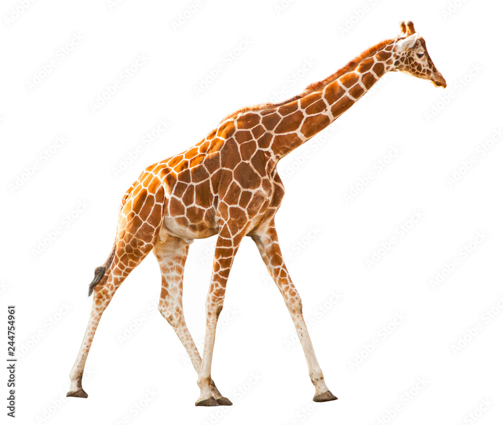 Obraz premium Giraffe isolated on white background