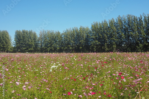 Wallpaper Mural OLYMPUS DIGITAL CAMERA Torontodigital.ca