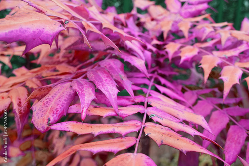 branches with lilac colored leaves in the garden