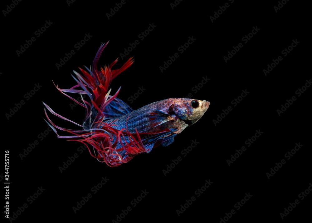 Fototapeta premium Siamese fighting fish, Crowntail blue fish, black background.