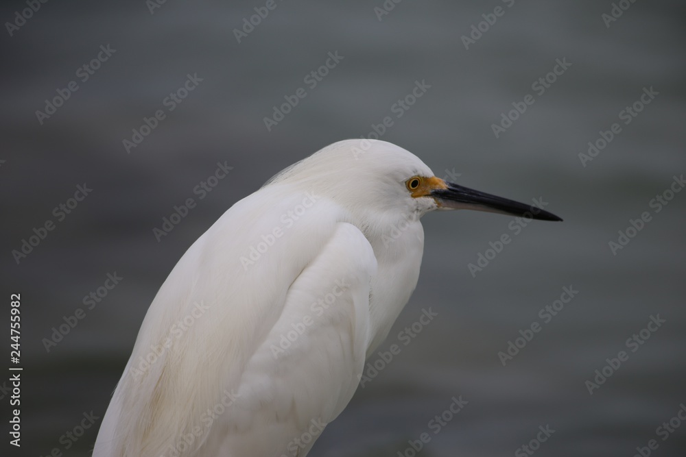 Bird Bird