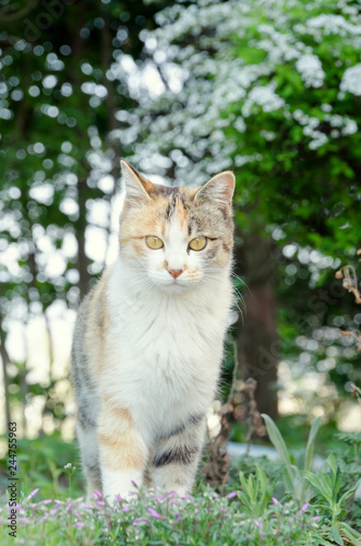 森の野良猫 © kikisora