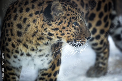leopard © Александр Денисюк