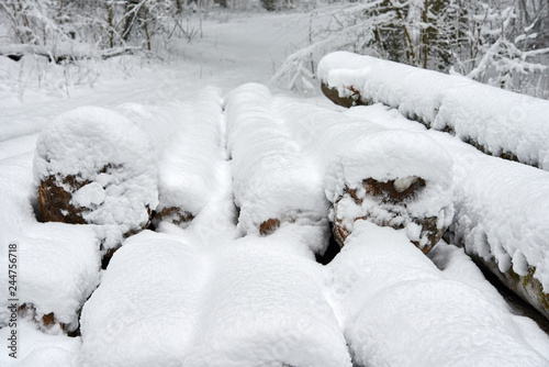 Snow-covered logs in the forest in winter.