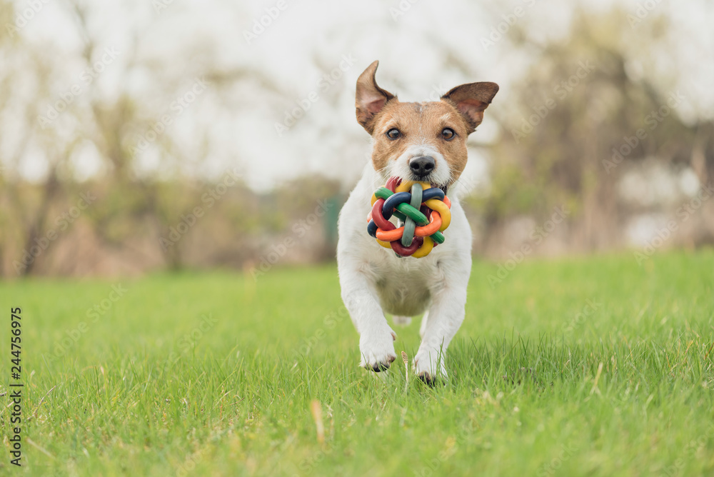 Happy dog with colorful toy running and playing at spring fresh green grass lawn