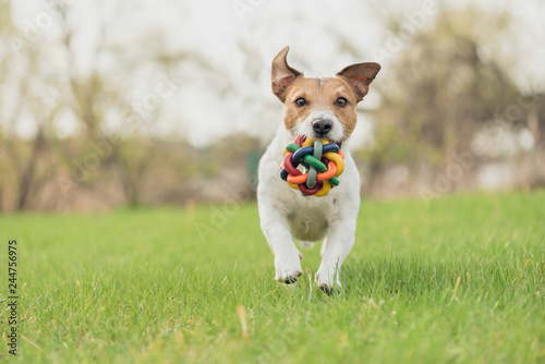 Happy dog with colorful toy running and playing at spring fresh green grass lawn