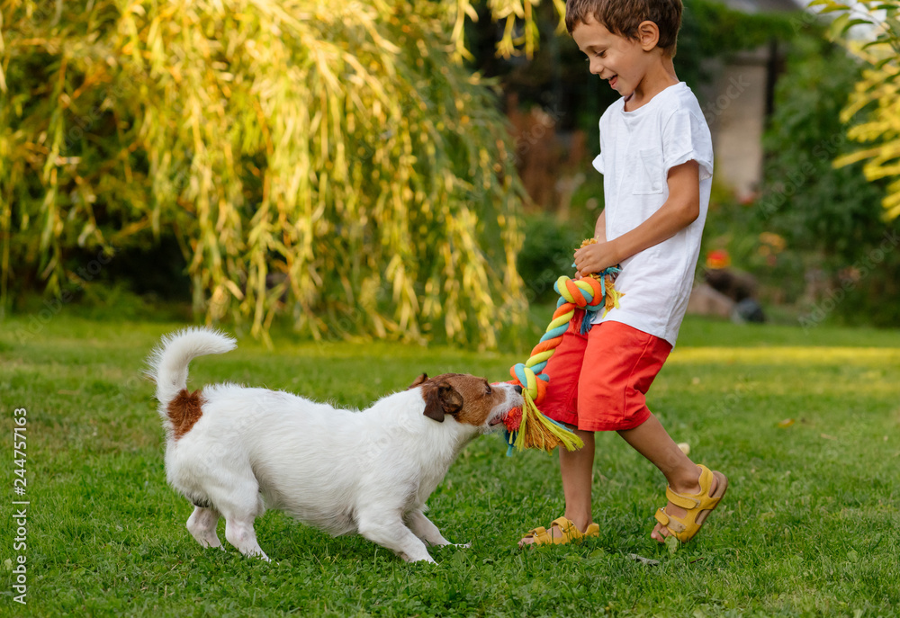Fototapeta Happy laughing kid boy playing with his dog pulling doggy cotton rope toy