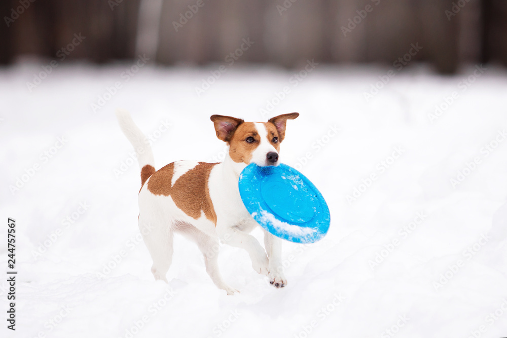 Dog breed Jack Russell Terrier in the winter forest