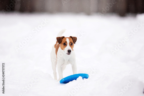 Dog breed Jack Russell Terrier in the winter forest